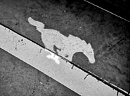 Instalace polepů - Mustang